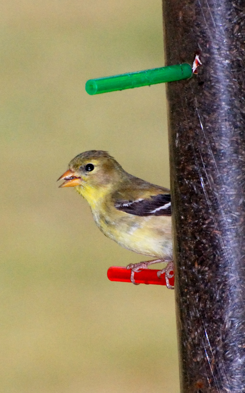 Goldfinch_5945_Female
