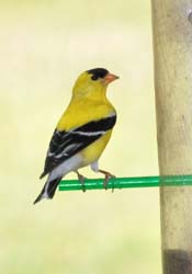 Goldfinch_4842