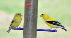 Goldfinch_4868_Male&Female