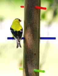 Goldfinch_5110