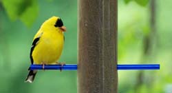 Goldfinch_5829