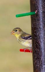 Goldfinch_5945_Female