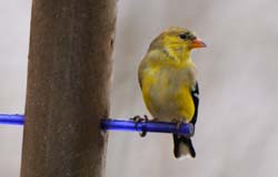 Goldfinch_6374