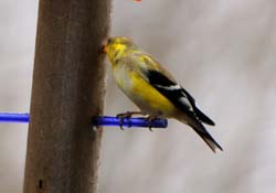 Goldfinch_6376