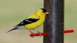 Goldfinch_6493