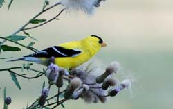 Goldfinch_7455