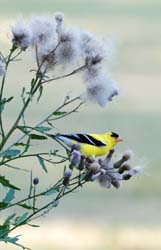 Goldfinch_7471