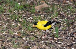 Goldfinch_8337