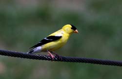 Goldfinch_9666