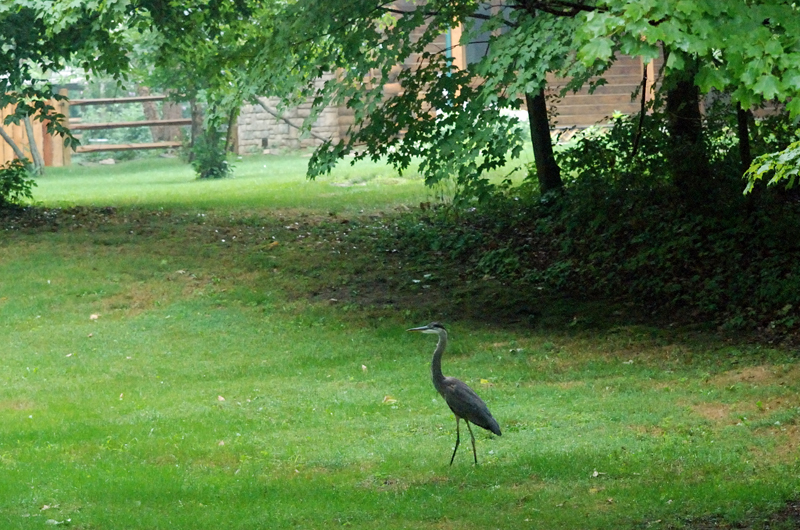 GreatBlueHeron_0115_OnLawn