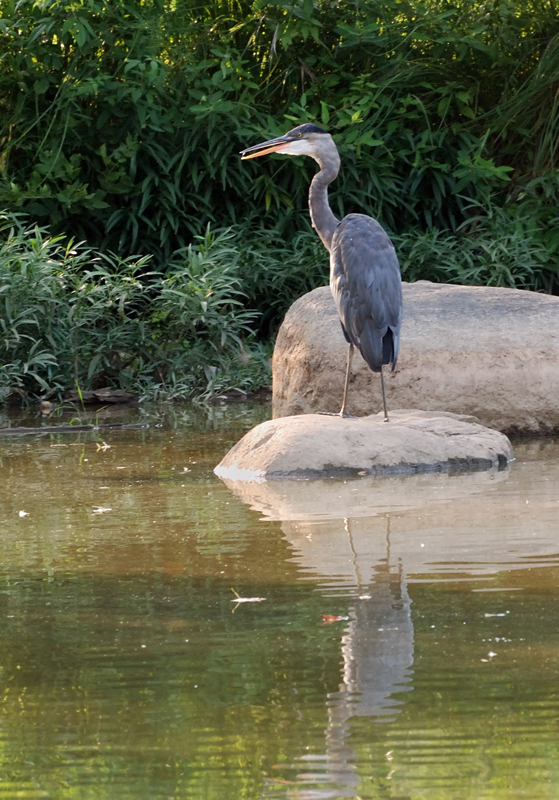 GreatBlueHeron_0298