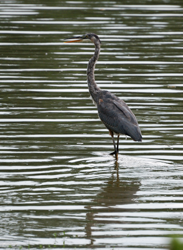 GreatBlueHeron_0542