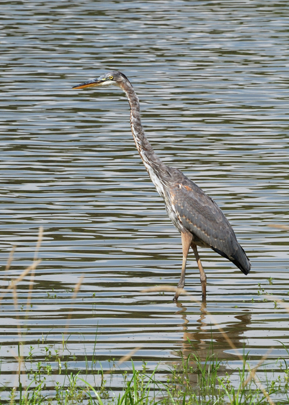 GreatBlueHeron_0597