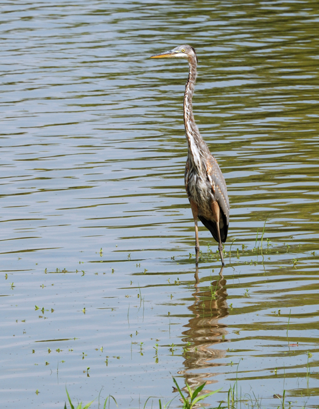 GreatBlueHeron_0602