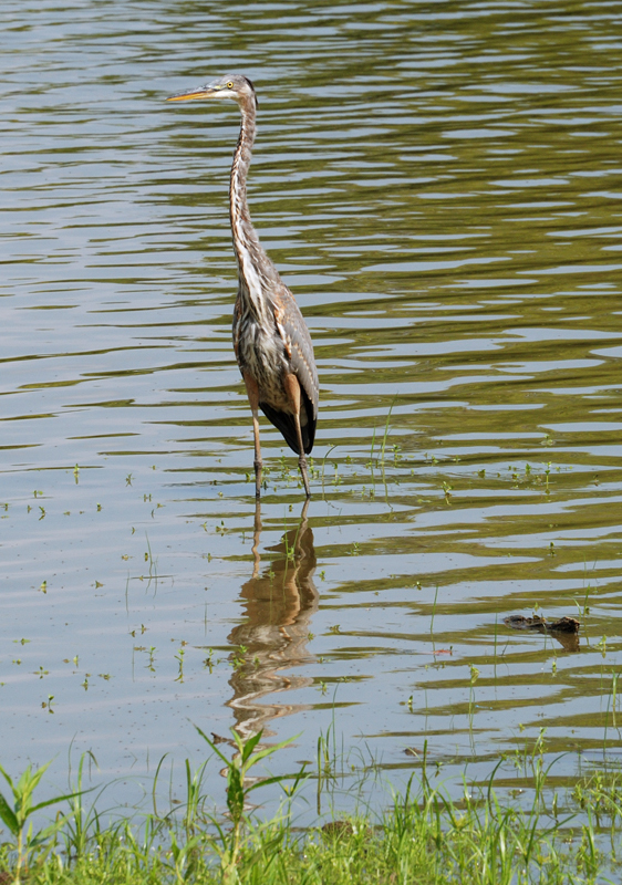 GreatBlueHeron_0605