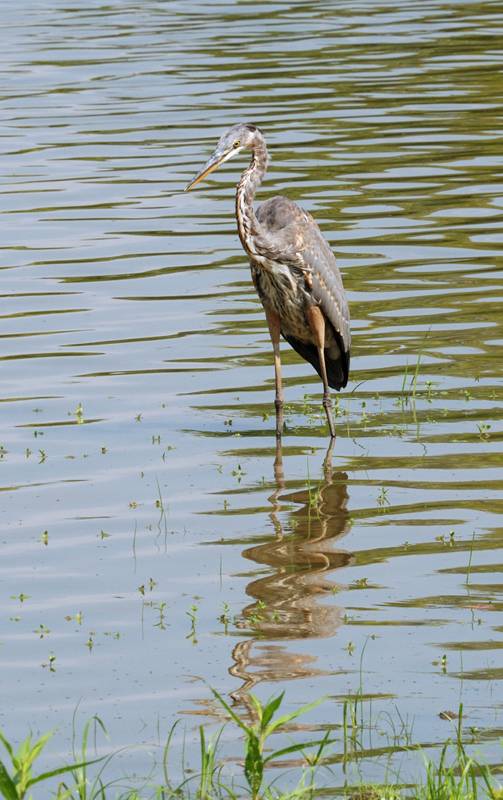 GreatBlueHeron_0609