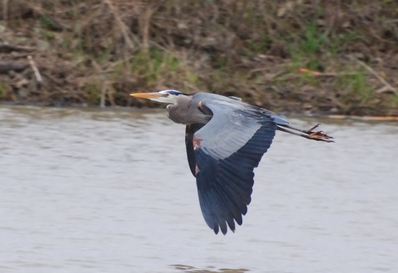 GreatBlueHeron_1000