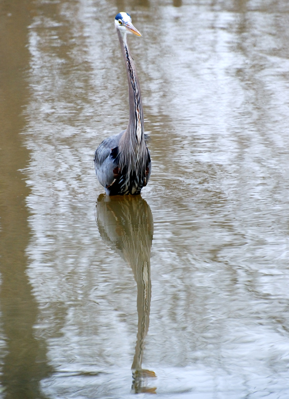 GreatBlueHeron_10600001