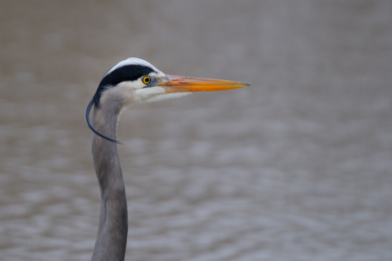 GreatBlueHeron_5172