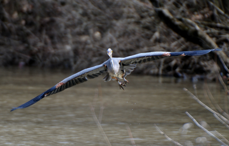 GreatBlueHeron_6012