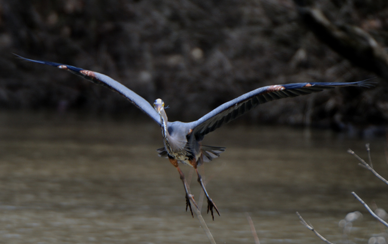 GreatBlueHeron_6014