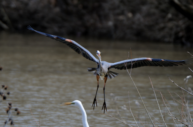 GreatBlueHeron_6016