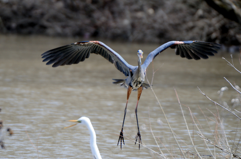 GreatBlueHeron_6017