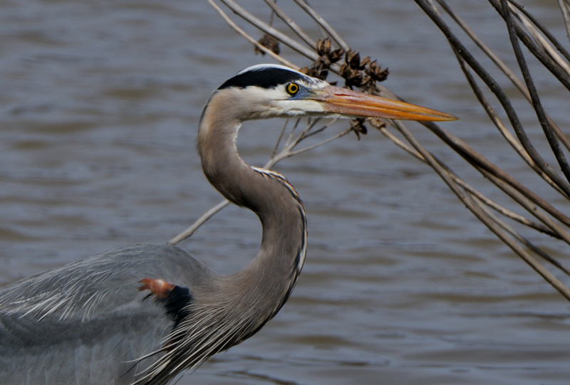 GreatBlueHeron_6174