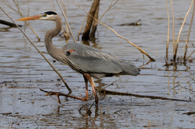 GreatBlueHeron_6197