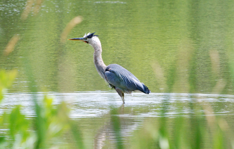 GreatBlueHeron_7148