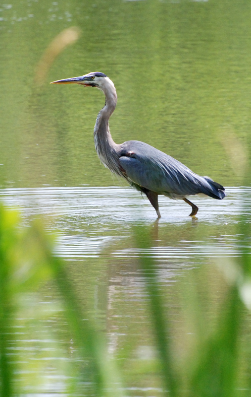 GreatBlueHeron_7150