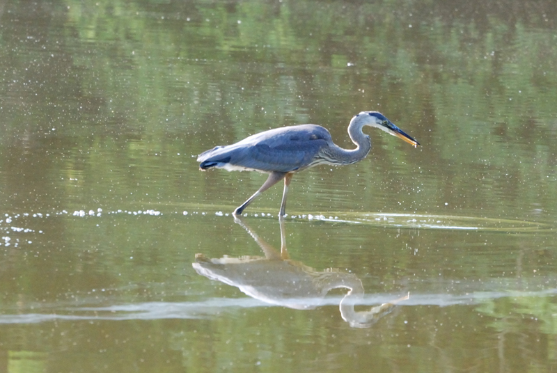 GreatBlueHeron_8041