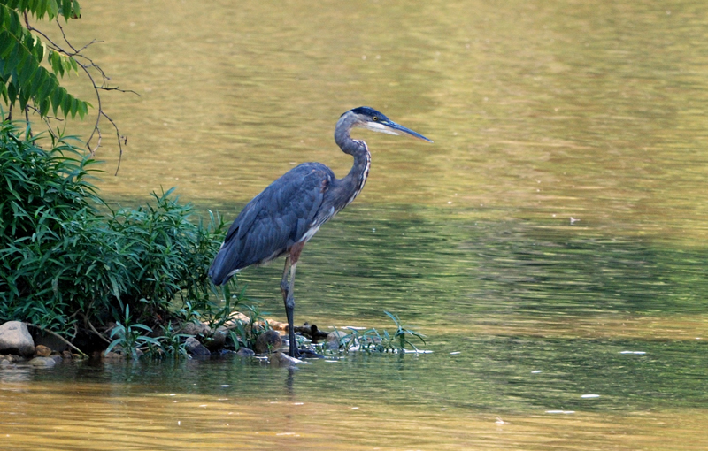 GreatBlueHeron_9723