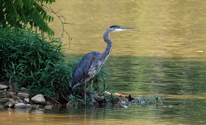 GreatBlueHeron_9805