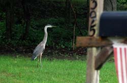 GreatBlueHeron_0109_OnLawn