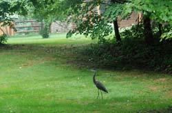 GreatBlueHeron_0115_OnLawn