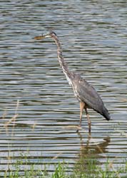 GreatBlueHeron_0597