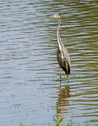 GreatBlueHeron_0602