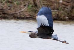 GreatBlueHeron_0999