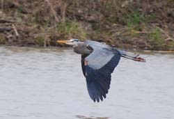 GreatBlueHeron_1000