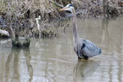 GreatBlueHeron_10510001