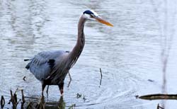 GreatBlueHeron_10690001