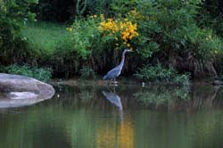 GreatBlueHeron_1414