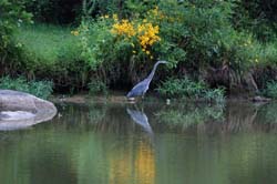 GreatBlueHeron_1415