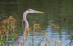 GreatBlueHeron_1709