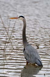 GreatBlueHeron_3878