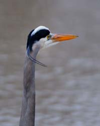 GreatBlueHeron_5171