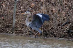 GreatBlueHeron_5767