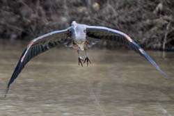 GreatBlueHeron_6011