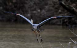 GreatBlueHeron_6014